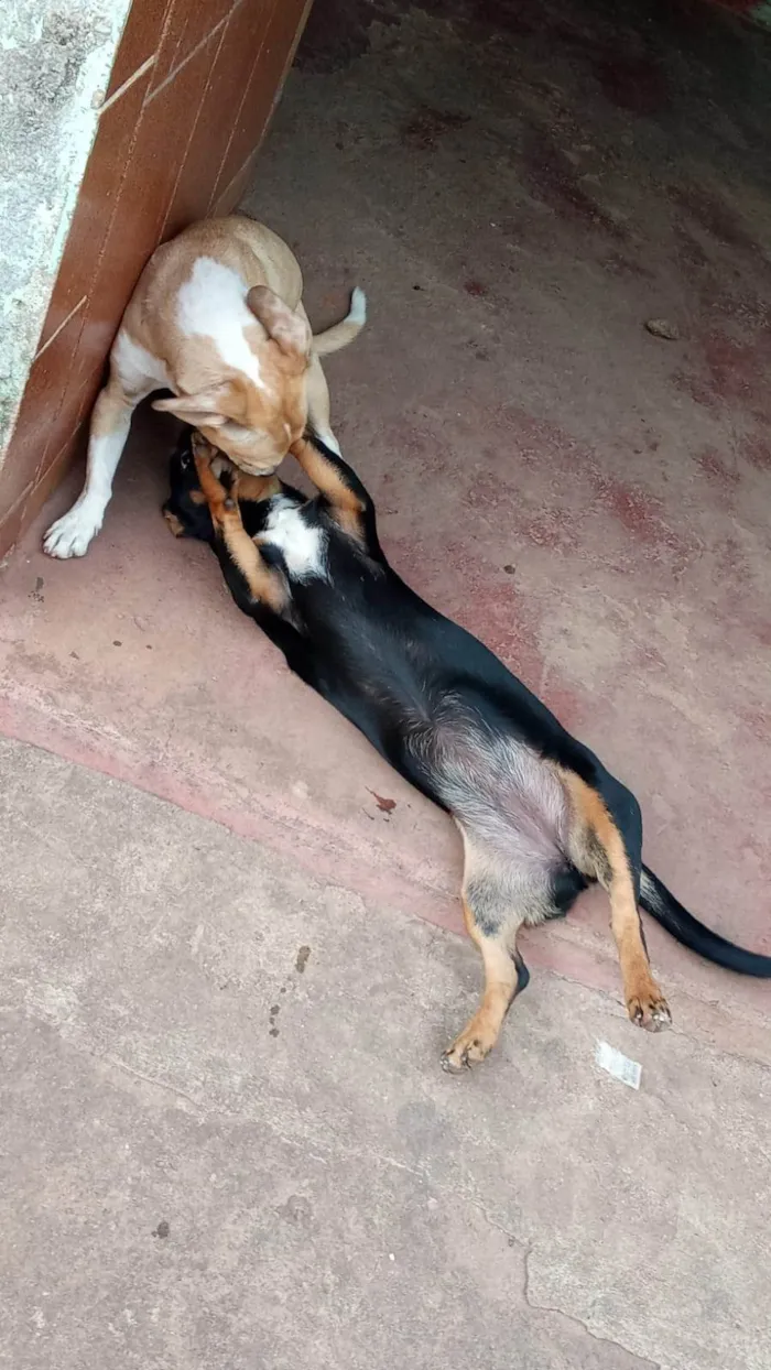 Cachorro ra a SRD-ViraLata idade 7 a 11 meses nome PANTERA 