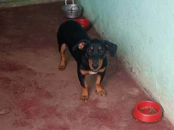 Cachorro ra a SRD-ViraLata idade 7 a 11 meses nome PANTERA 