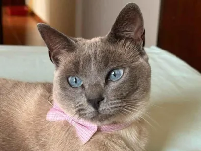 Gato raça SRD-ViraLata idade 2 anos nome LADY