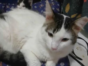 Gato raça SRD-ViraLata idade 7 a 11 meses nome BRANQUINHO