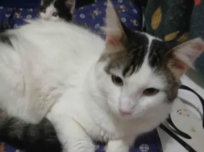 Gato raça SRD-ViraLata idade 7 a 11 meses nome BRANQUINHO
