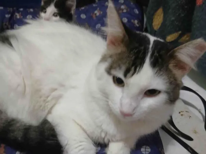 Gato raça SRD-ViraLata idade 7 a 11 meses nome BRANQUINHO