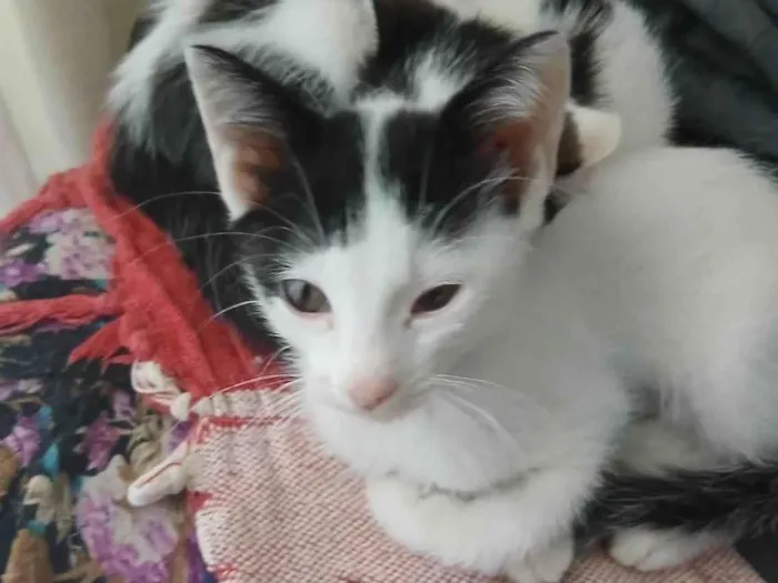 Gato raça SRD-ViraLata idade 2 a 6 meses nome BRANQUINHA