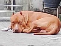 Cachorro raça Pit-Bull idade 2 a 6 meses nome Zeus 