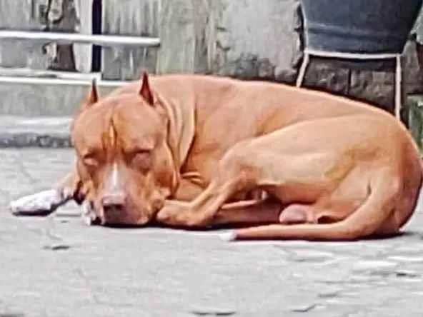 Cachorro raça Pit-Bull idade 2 a 6 meses nome Zeus 