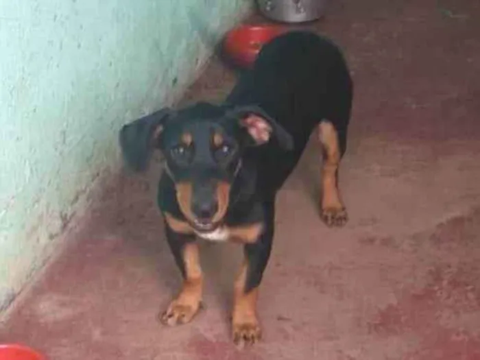 Cachorro ra a SRD-ViraLata idade 7 a 11 meses nome PANTERA 