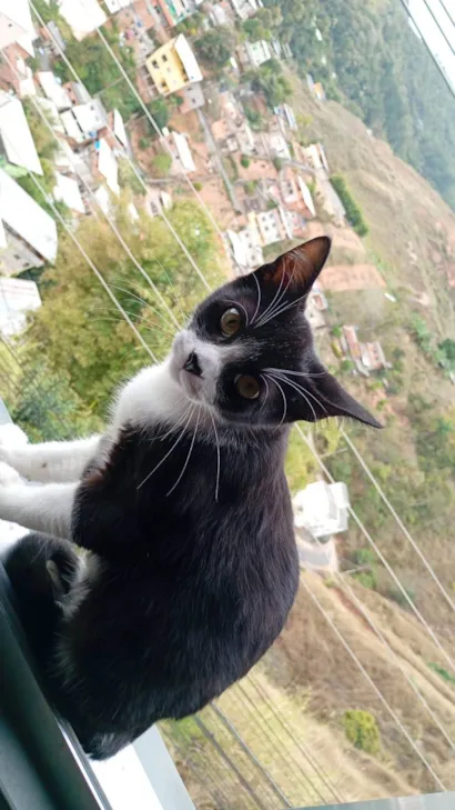 Gato ra a SRD-ViraLata idade 2 a 6 meses nome Frajola 