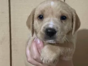Cachorro raça Lhasa Apso idade 2 a 6 meses nome Melinha