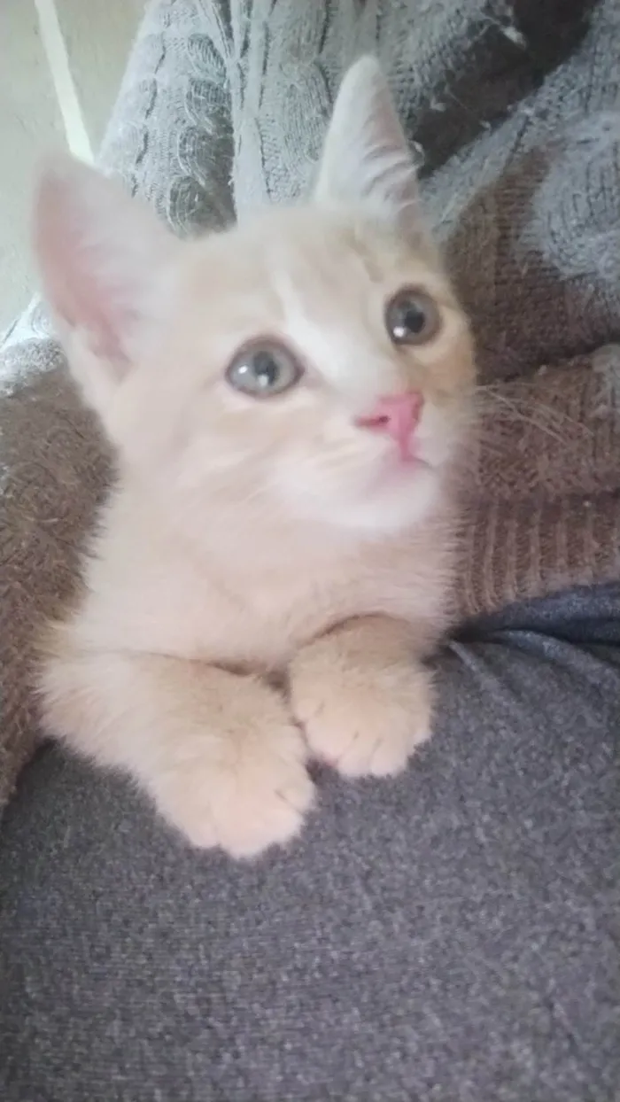 Gato ra a SRD-ViraLata idade 2 a 6 meses nome Tigrinho 