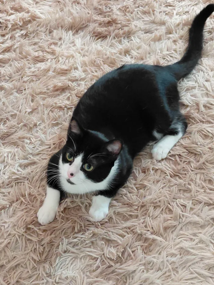 Gato ra a SRD-ViraLata idade 7 a 11 meses nome Fred