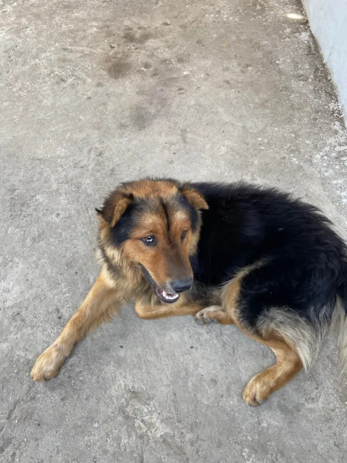 Cachorro ra a Pastor Alemão idade 4 anos nome Cachorro que encontrei