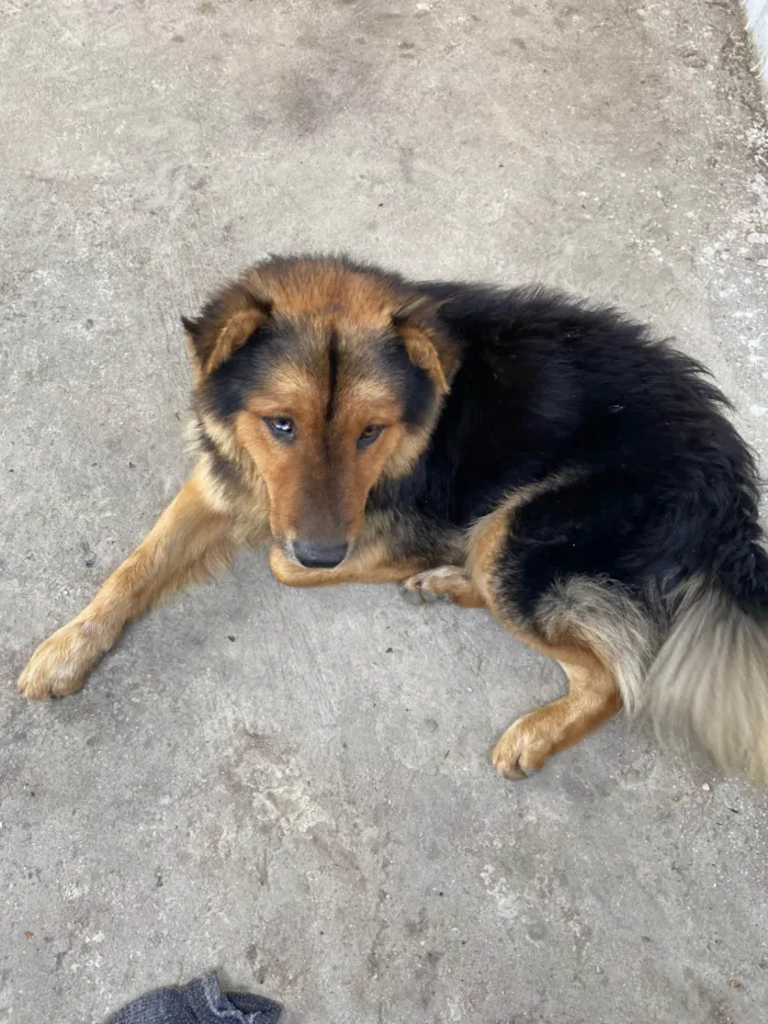 Cachorro ra a Pastor Alemão idade 4 anos nome Cachorro que encontrei