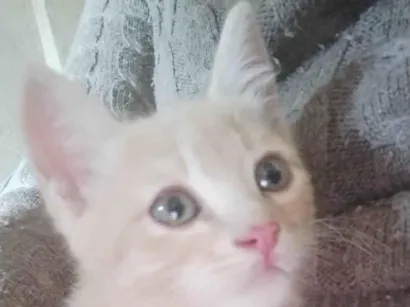 Gato ra a SRD-ViraLata idade 2 a 6 meses nome Tigrinho 