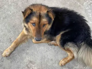 Cachorro raça Pastor Alemão idade 4 anos nome Cachorro que encontrei