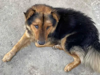 Cachorro ra a Pastor Alemão idade 4 anos nome Cachorro que encontrei