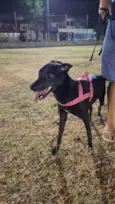 Cachorro ra a SRD-ViraLata idade 1 ano nome Pretinha 