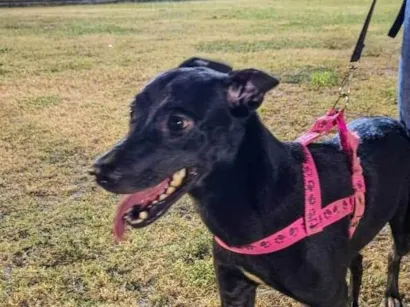 Cachorro raça SRD-ViraLata idade 1 ano nome Pretinha 