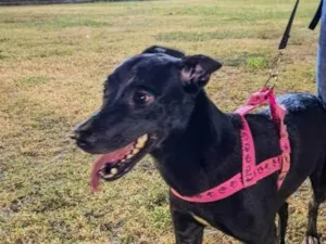 Cachorro ra a SRD-ViraLata idade 1 ano nome Pretinha 