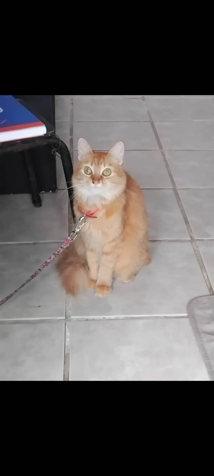 Gato ra a SRD-ViraLata idade 3 anos nome Bell
