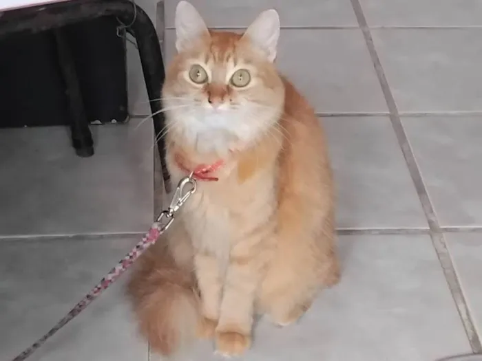 Gato ra a SRD-ViraLata idade 3 anos nome Bell