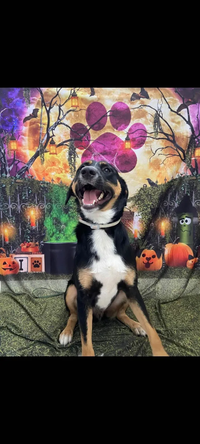 Cachorro ra a SRD-ViraLata idade 2 anos nome Ozzy