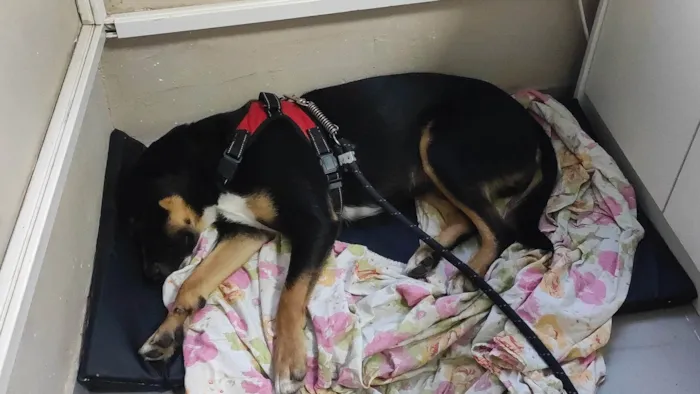 Cachorro ra a SRD-ViraLata idade 2 anos nome Ozzy