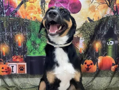 Cachorro ra a SRD-ViraLata idade 2 anos nome Ozzy