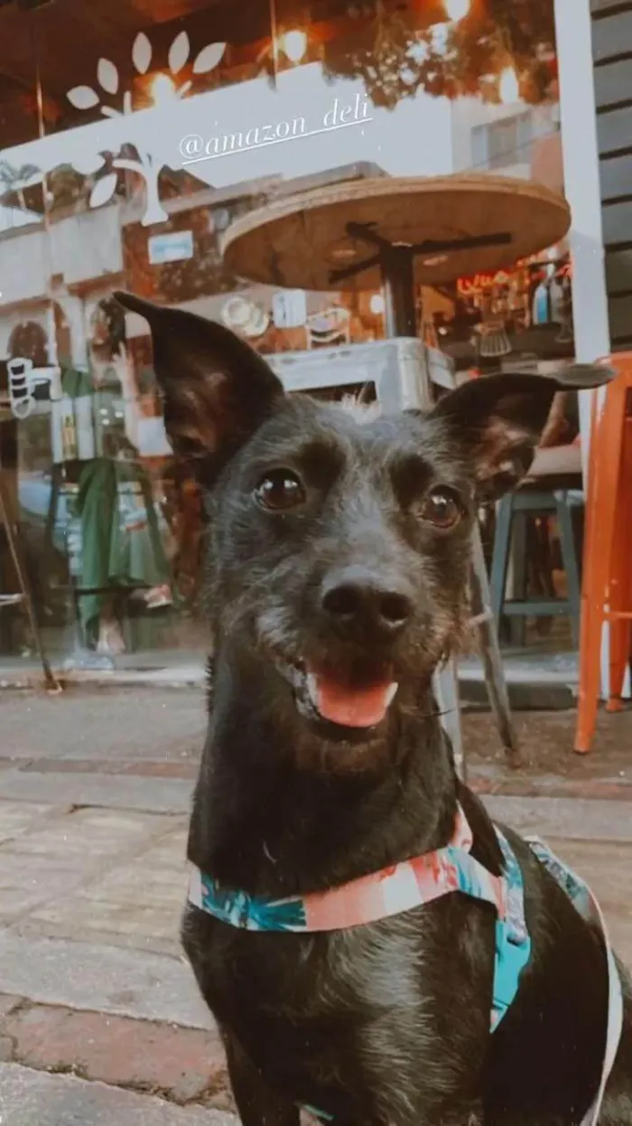 Cachorro ra a SRD-ViraLata idade 4 anos nome Bonnie