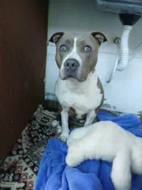 Cachorro ra a Pit-Bull idade 2 anos nome Lua 