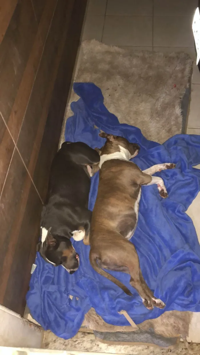 Cachorro ra a Pit-Bull idade 2 anos nome Lua 