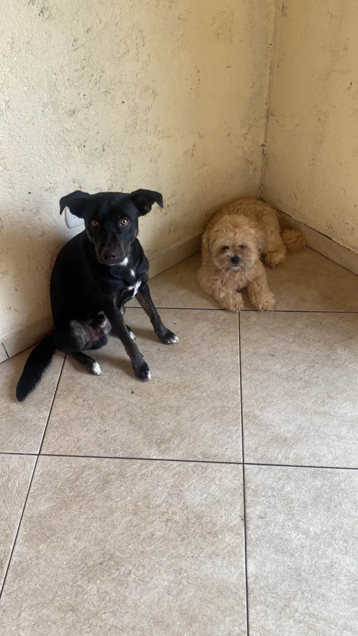 Cachorro ra a Shitzu idade 1 ano nome Bruce e Belotti