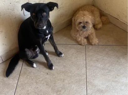 Cachorro raça Shitzu idade 1 ano nome Bruce e Belotti