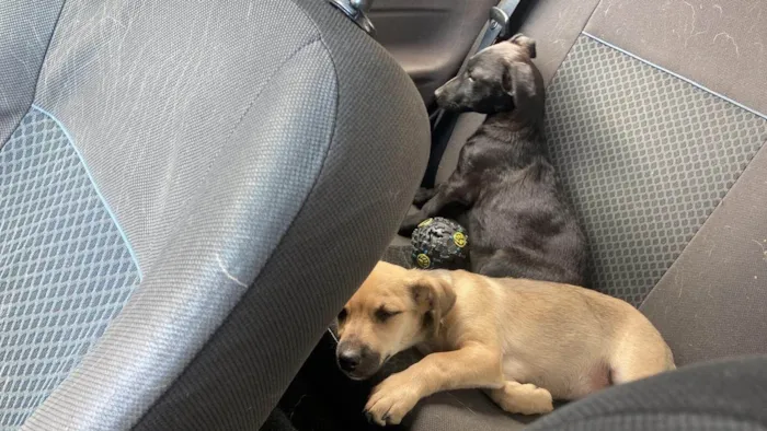 Cachorro ra a SRD-ViraLata idade Abaixo de 2 meses nome Macho e Fêmea