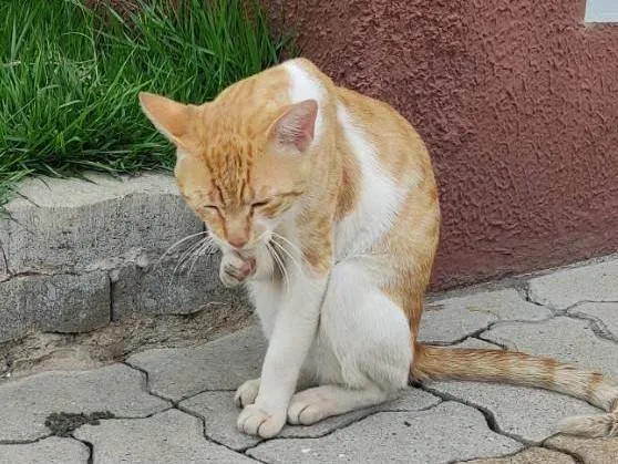 Gato ra a SRD-ViraLata idade 1 ano nome Gato Amarelo