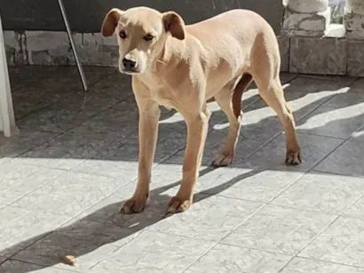 Cachorro ra a SRD-ViraLata idade 7 a 11 meses nome Sansão 