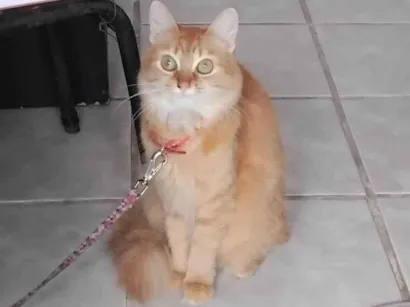 Gato raça SRD-ViraLata idade 3 anos nome Bell