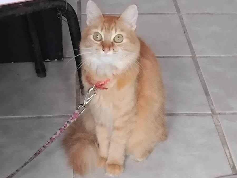 Gato ra a SRD-ViraLata idade 3 anos nome Bell