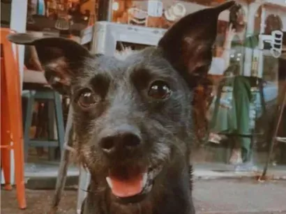 Cachorro raça SRD-ViraLata idade 4 anos nome Bonnie