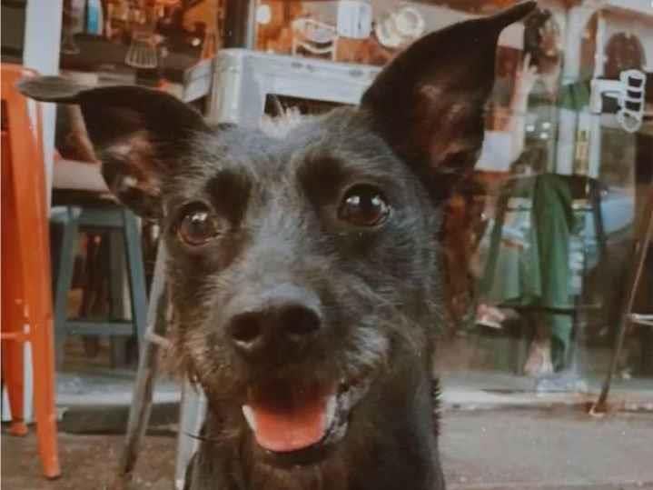 Cachorro ra a SRD-ViraLata idade 4 anos nome Bonnie