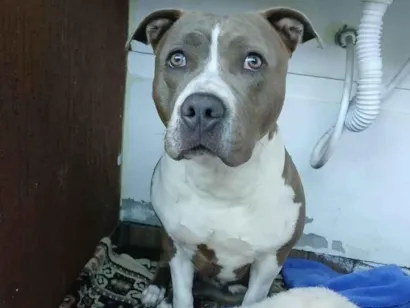Cachorro ra a Pit-Bull idade 2 anos nome Lua 