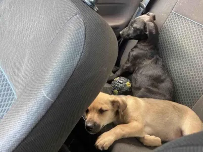 Cachorro raça SRD-ViraLata idade Abaixo de 2 meses nome Macho e Fêmea