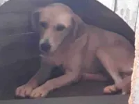 Cachorro raça SRD-ViraLata idade 2 anos nome luna