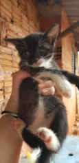 Gato ra a SRD-ViraLata idade Abaixo de 2 meses nome Sem nomes