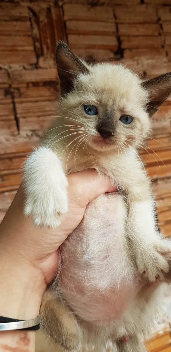 Gato ra a SRD-ViraLata idade Abaixo de 2 meses nome Sem nomes