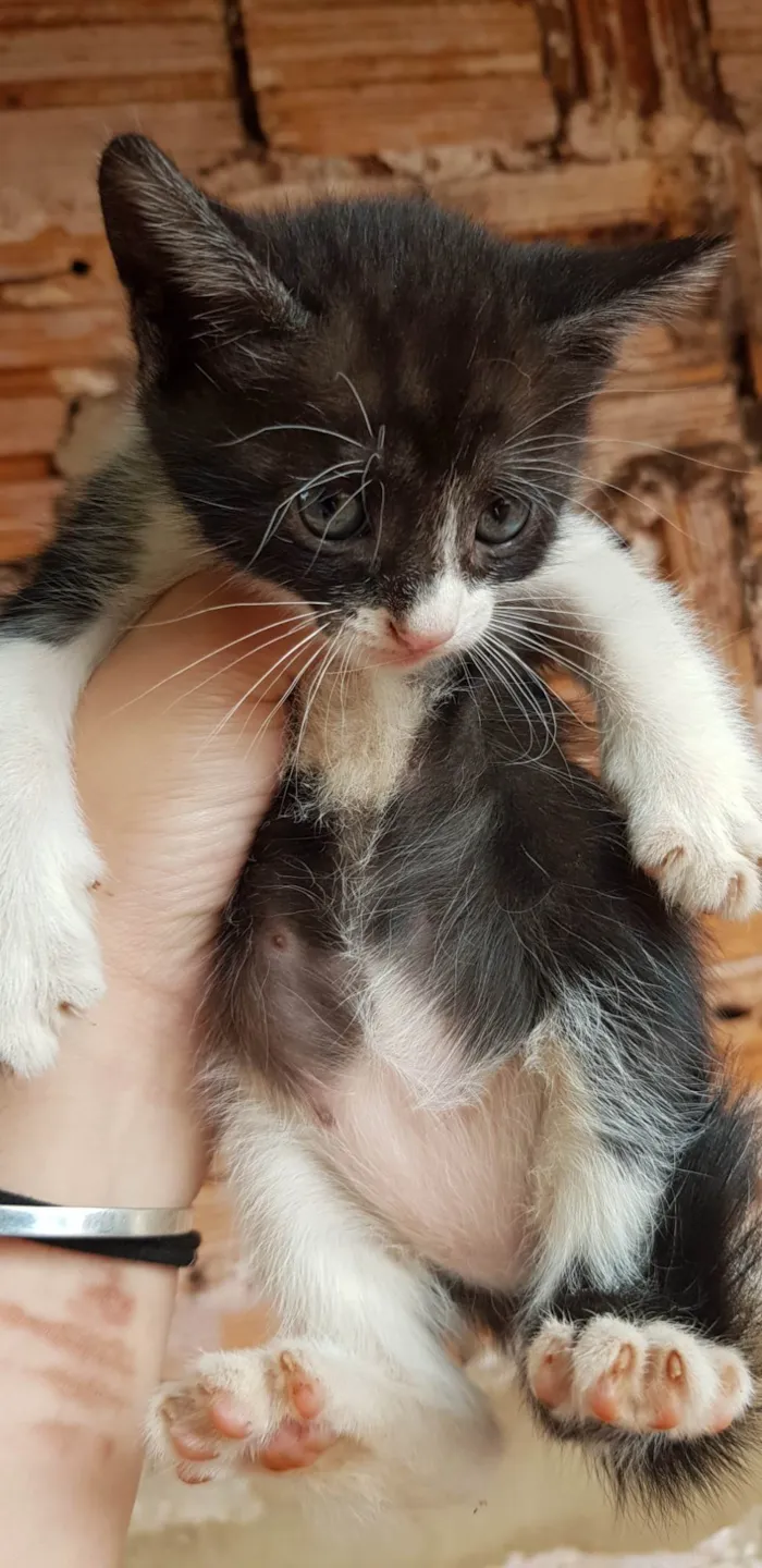 Gato ra a SRD-ViraLata idade Abaixo de 2 meses nome Sem nomes