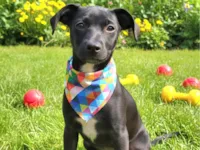 Cachorro raça SRD-ViraLata idade 2 a 6 meses nome Luke