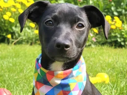 Cachorro raça SRD-ViraLata idade 2 a 6 meses nome Luke