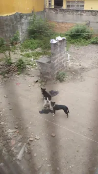 Cachorro ra a SRD-ViraLata idade 7 a 11 meses nome Mel