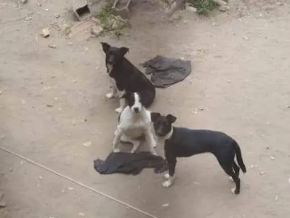 Cachorro raça SRD-ViraLata idade 7 a 11 meses nome Mel