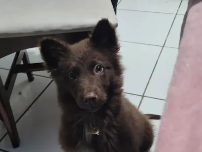 Cachorro raça SRD-ViraLata idade 2 a 6 meses nome Zeus